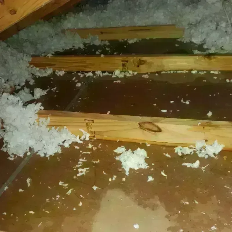 Attic Water Damage in Coal Valley, IL